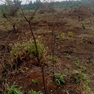 Photo - Very Fertile Five Acres Onquicksale in Luwero Lukiizi Titled