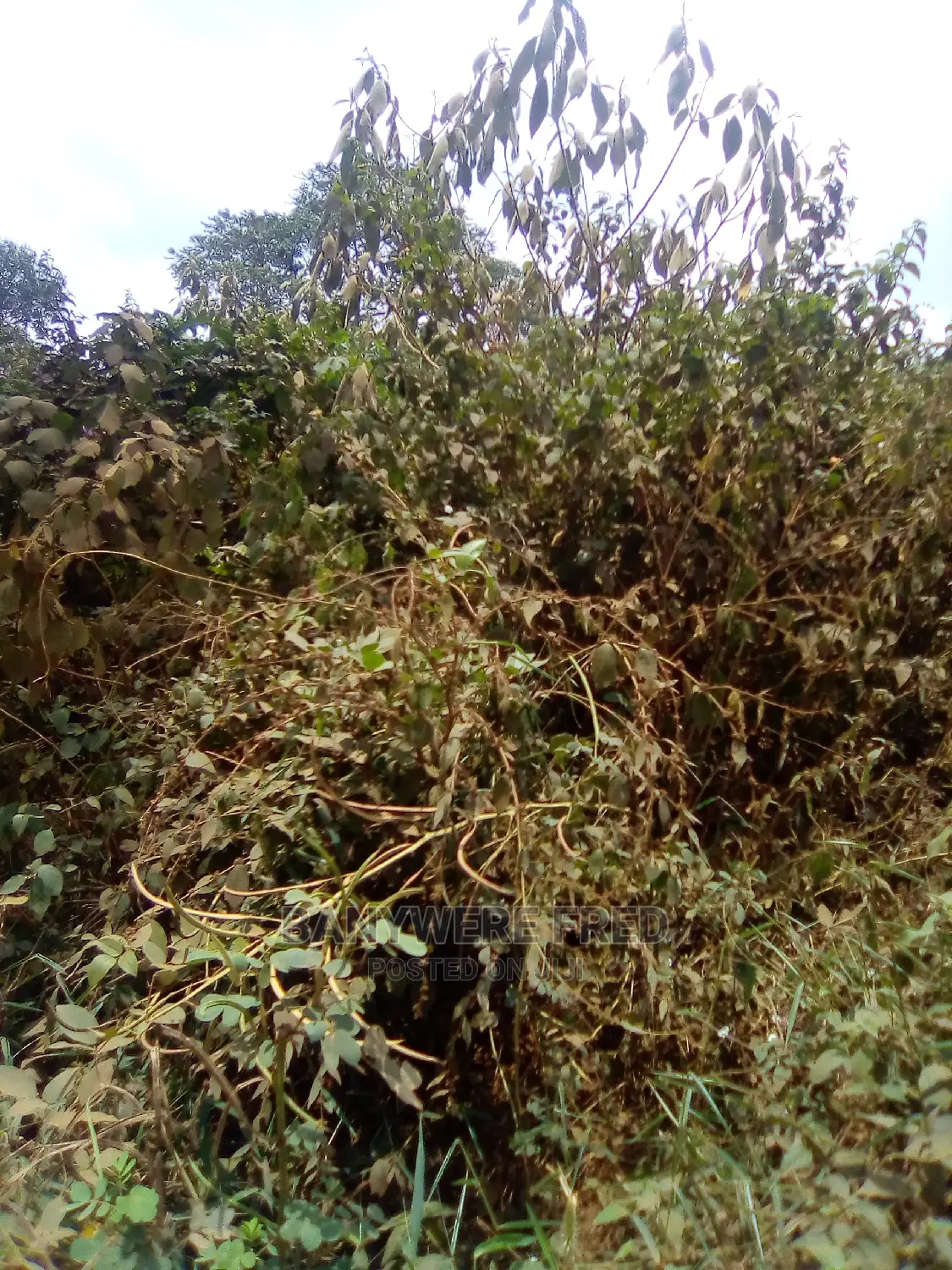 5acres of Farmland for Sale in Namakomo