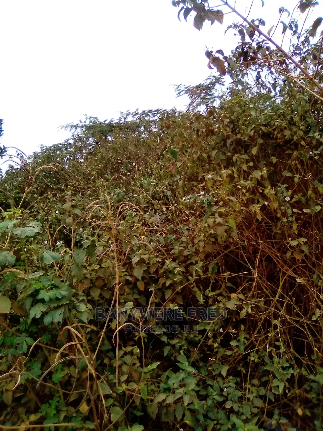 50/100 Plot for Sale in Buwambo