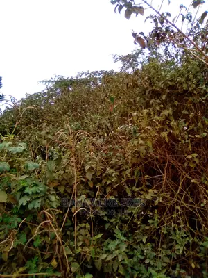 50/100 Plot for Sale in Buwambo