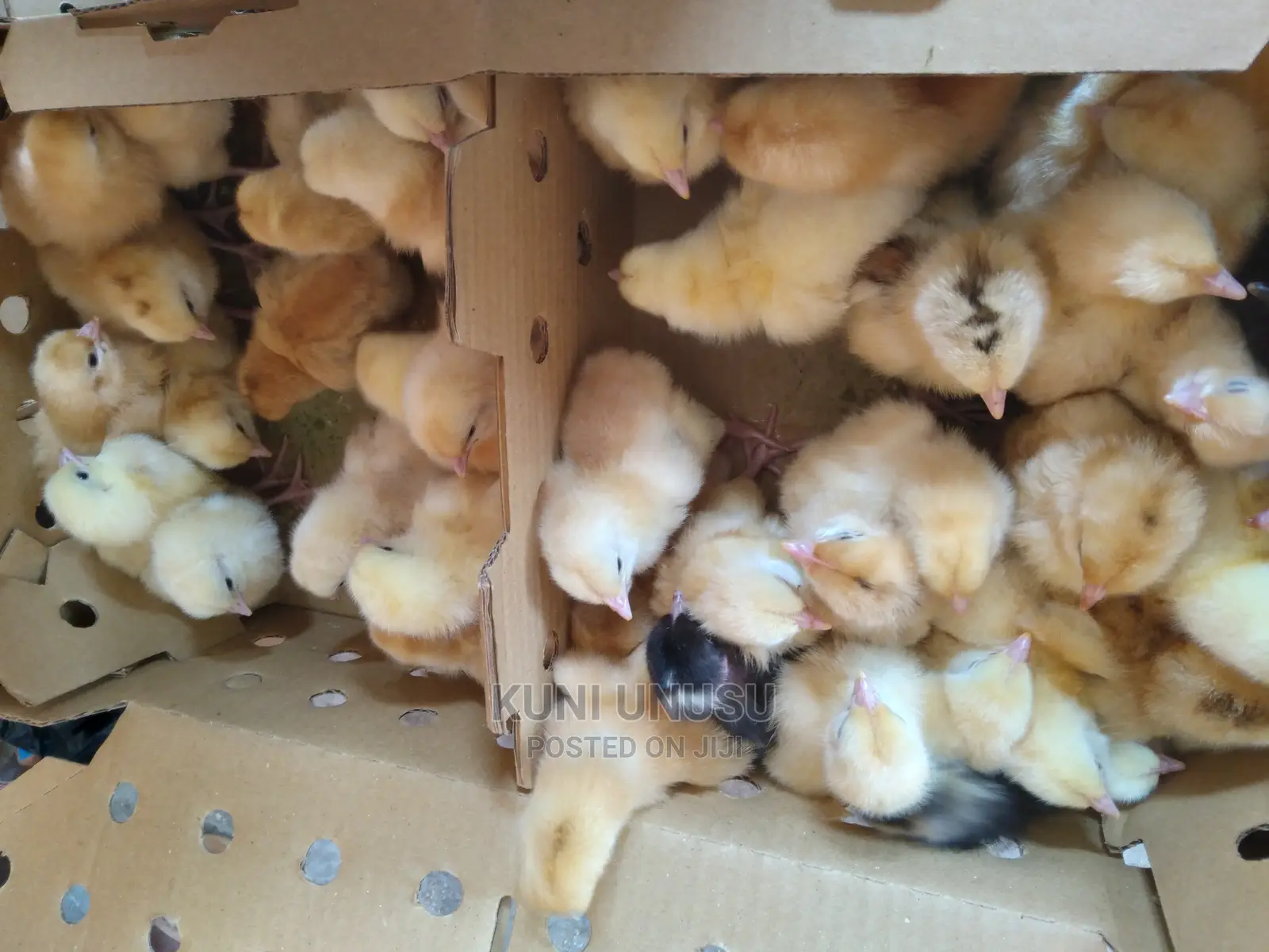 One Day Old Chicks Kuroilers
