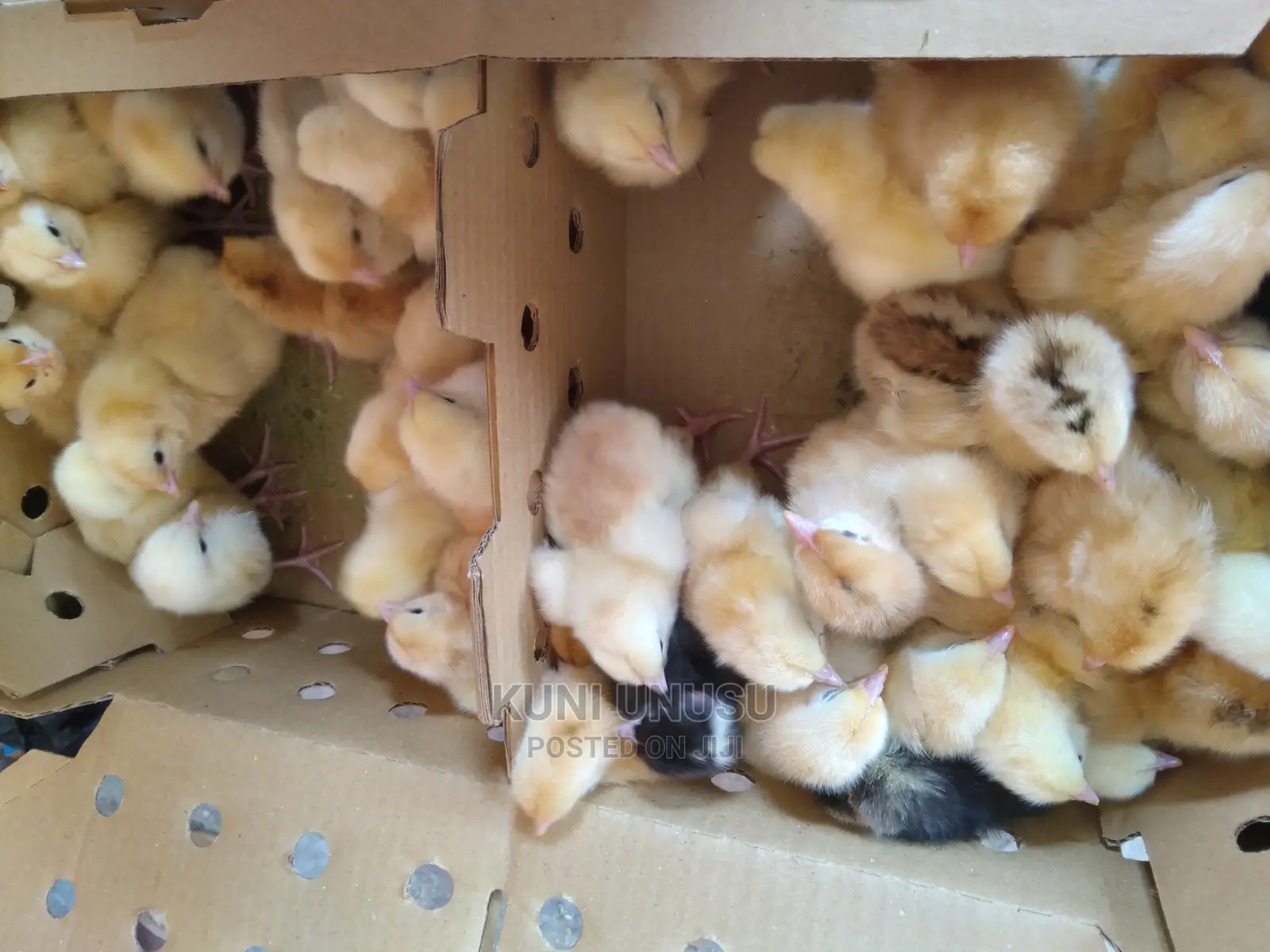 One Day Old Chicks Kuroilers