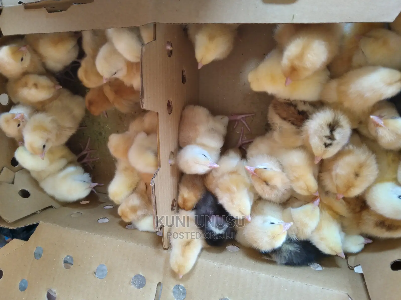 One Day Old Chicks Kuroilers