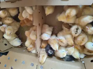 One Day Old Chicks Kuroilers