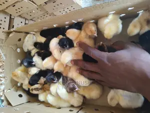 Day Old Kroilers on Tuesdays at Kabowa Near Ndeeba