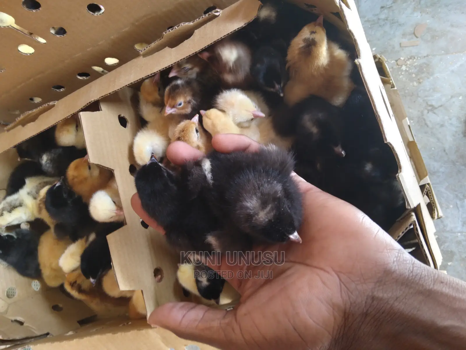 Day Old Kroilers on Tuesdays at Kabowa Near Ndeeba