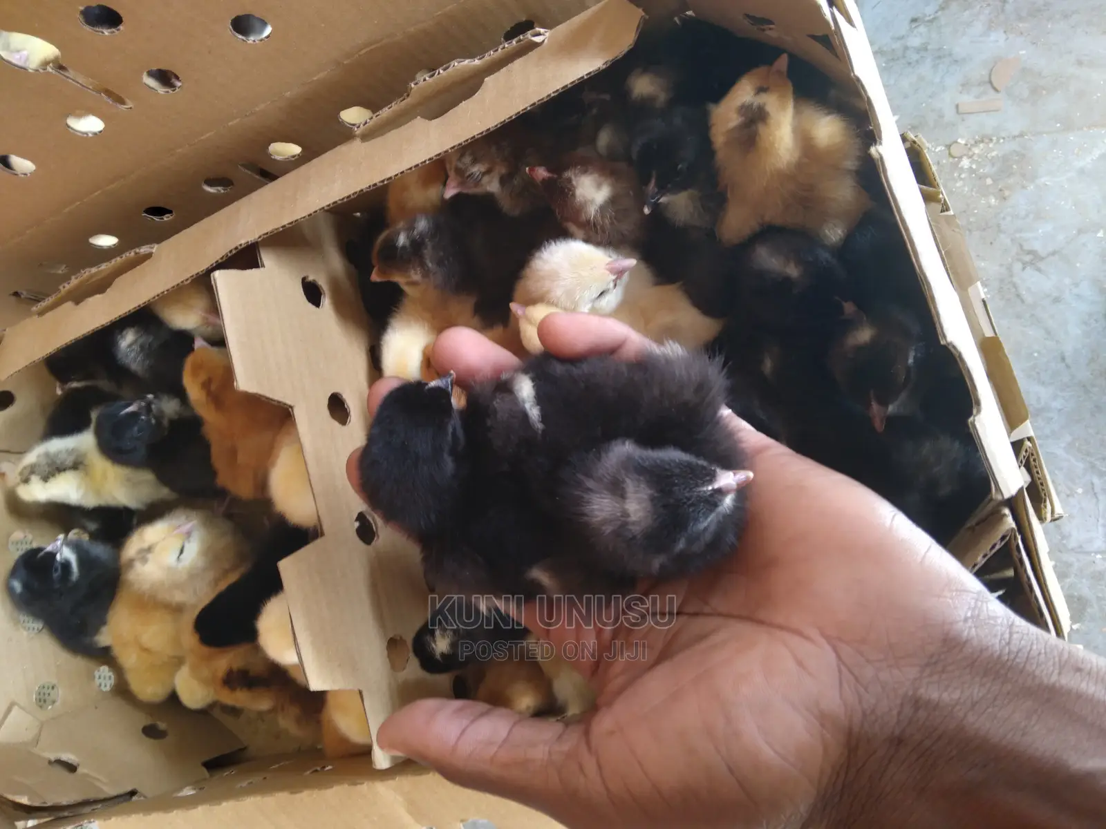 Day Old Kroilers on Tuesdays at Kabowa Near Ndeeba