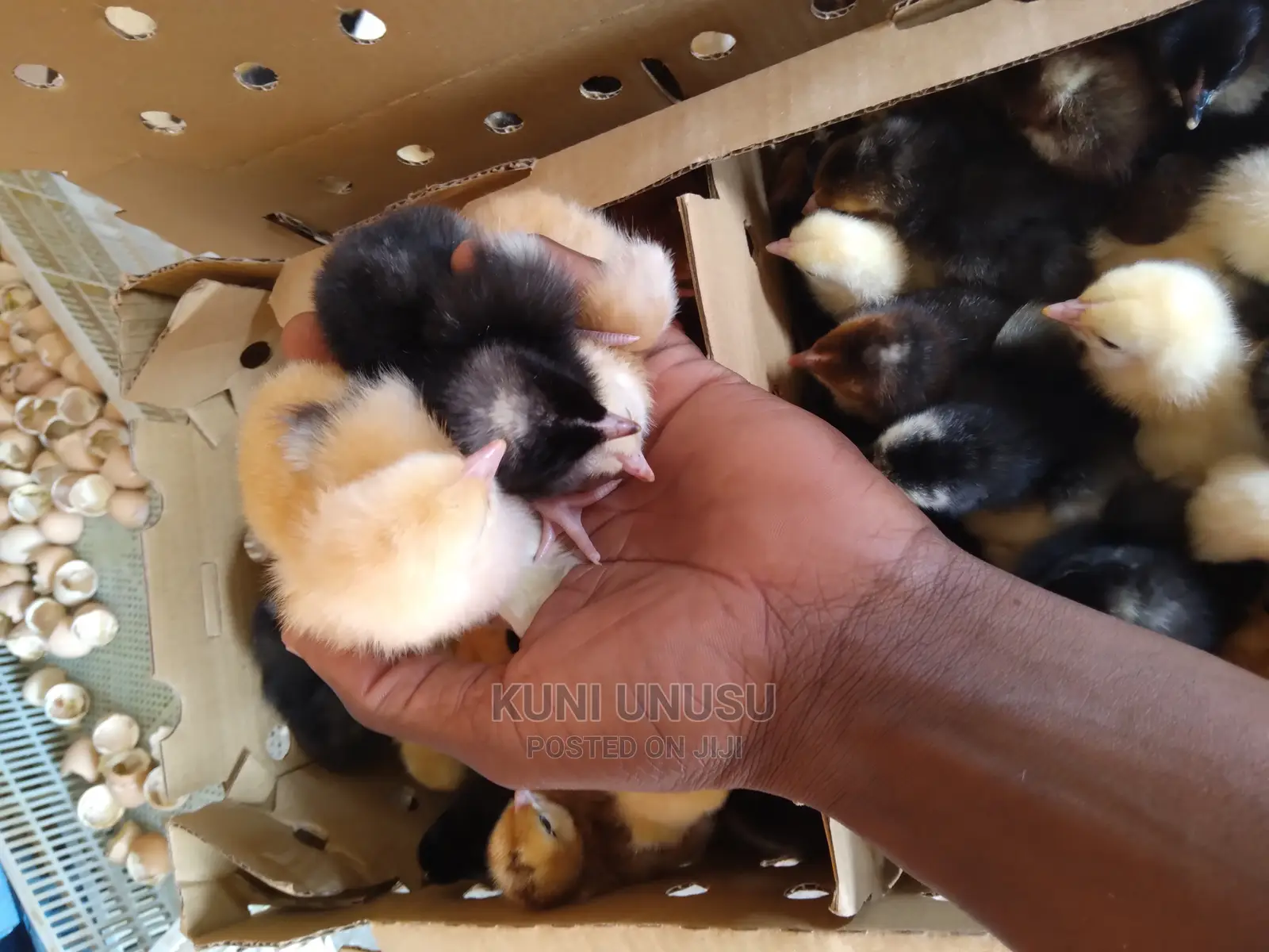 Day Old Kroilers on Tuesdays at Kabowa Near Ndeeba