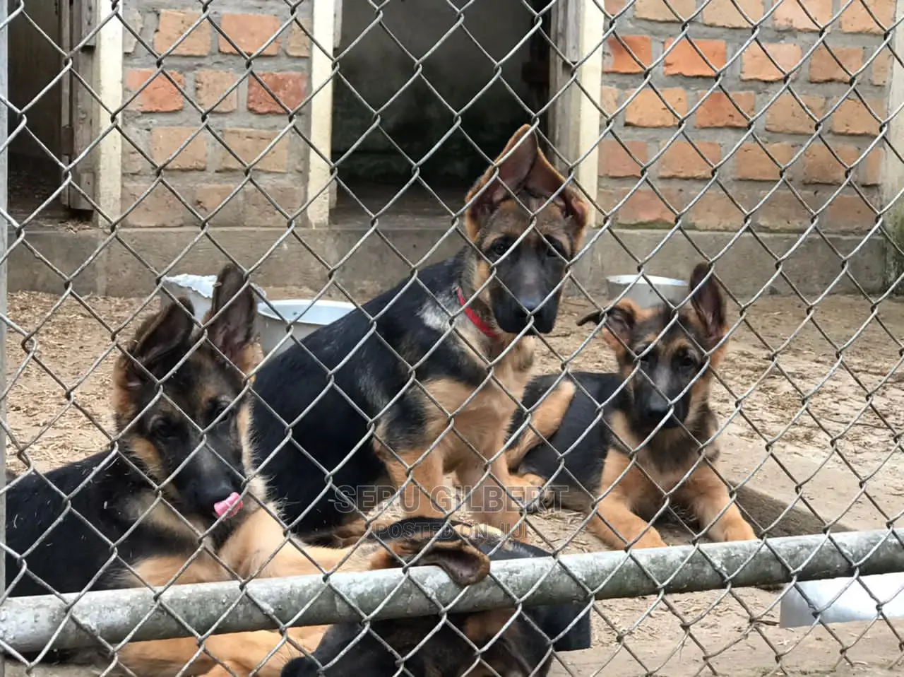 3-6 Month Female Purebred German Shepherd
