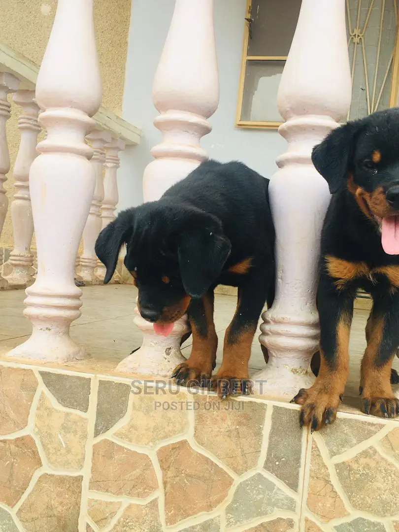 1-3 Month Female Purebred Rottweiler
