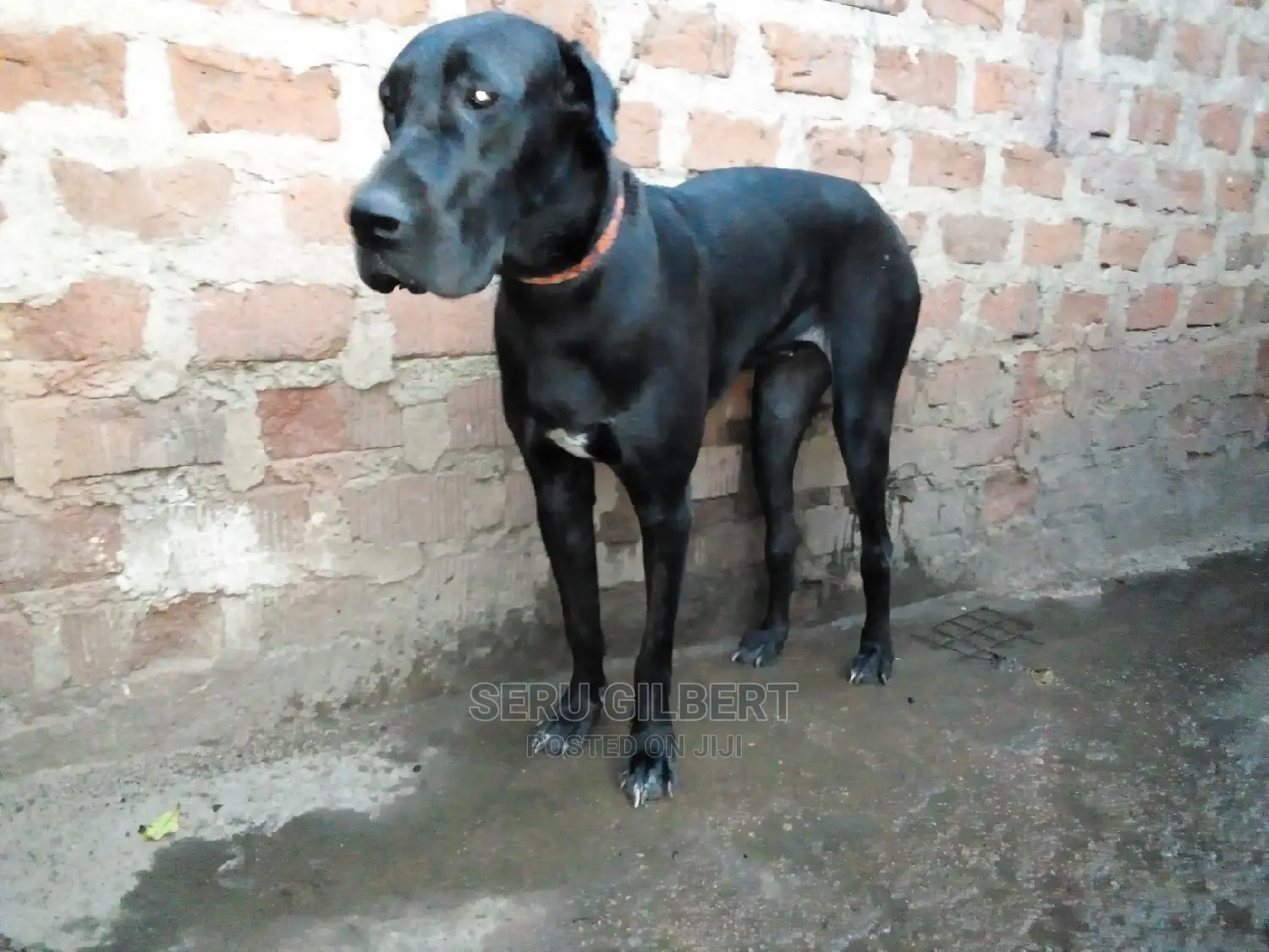 1-3 Month Male Purebred Great Dane