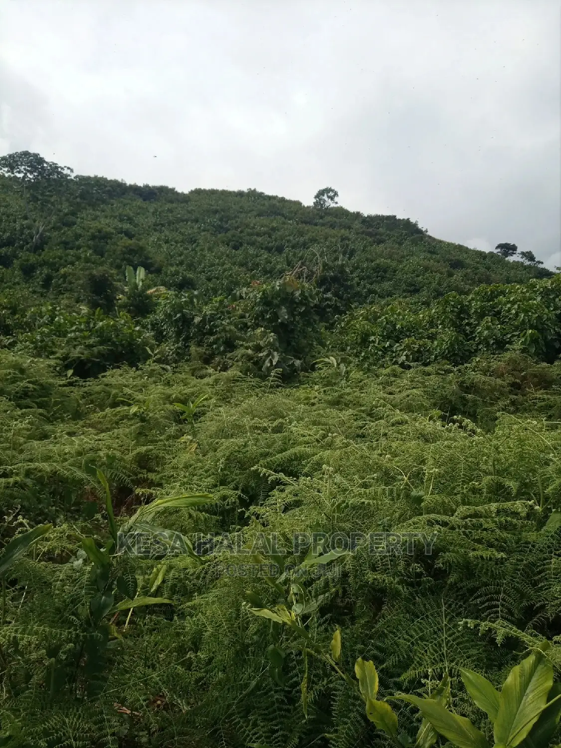 350 Acres for Sale at Koome Touching Lake