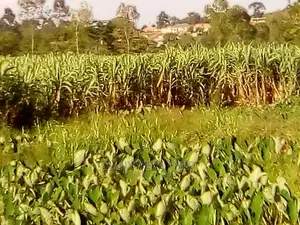 32acres of Farmland Farmland in Namutumba