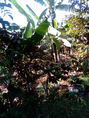 30acres of Farmland for Sale in Bugiri District