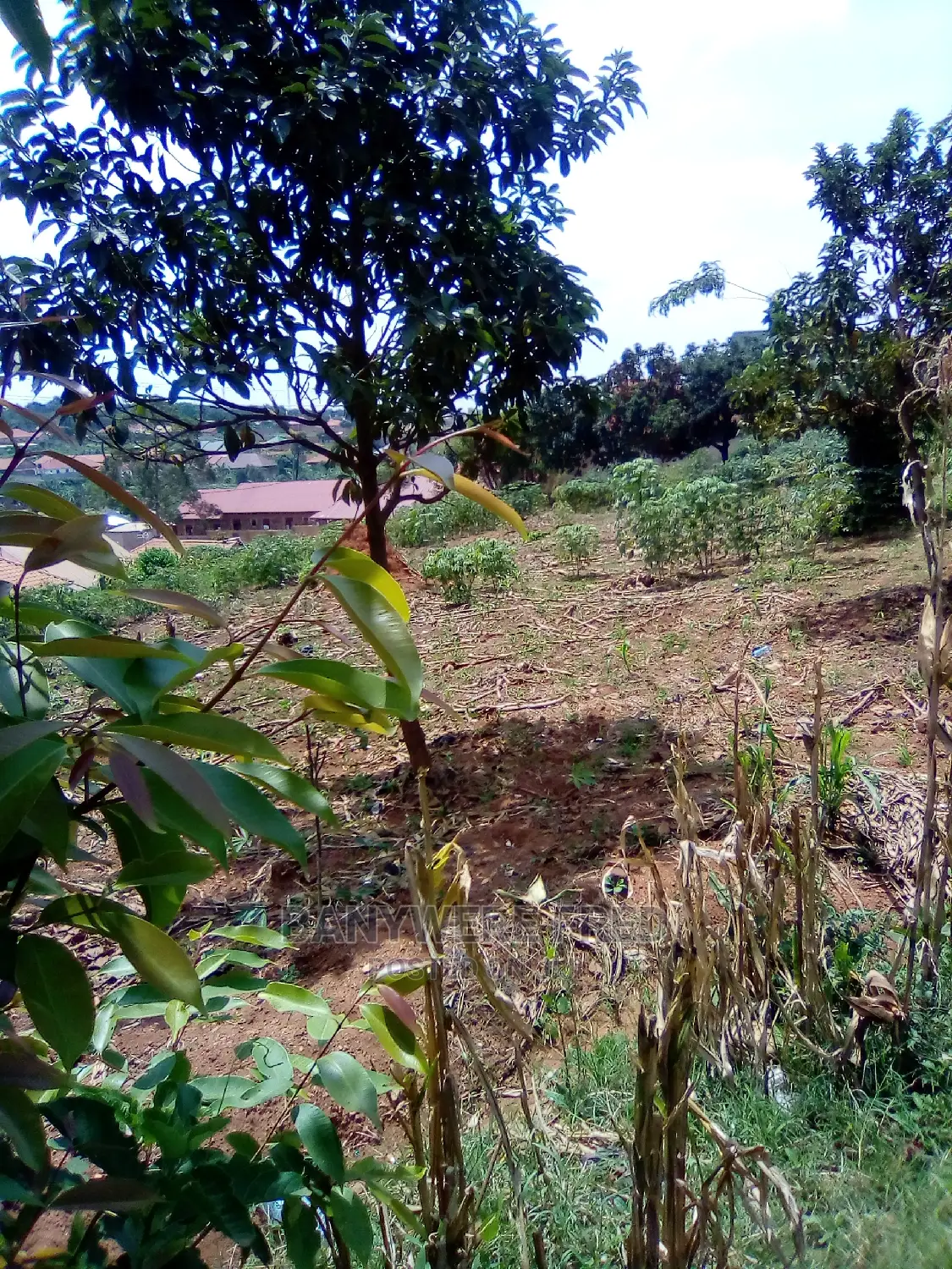50/100 Plot for Sale in Kiwanga