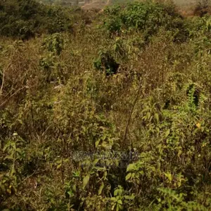 Photo - Fertile Land Lukaya Masaka Mbirinzi