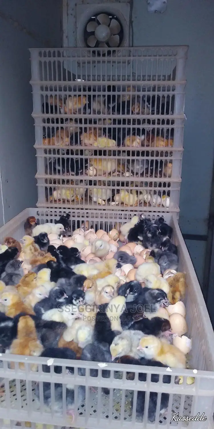 Automatic Egg Incubator
