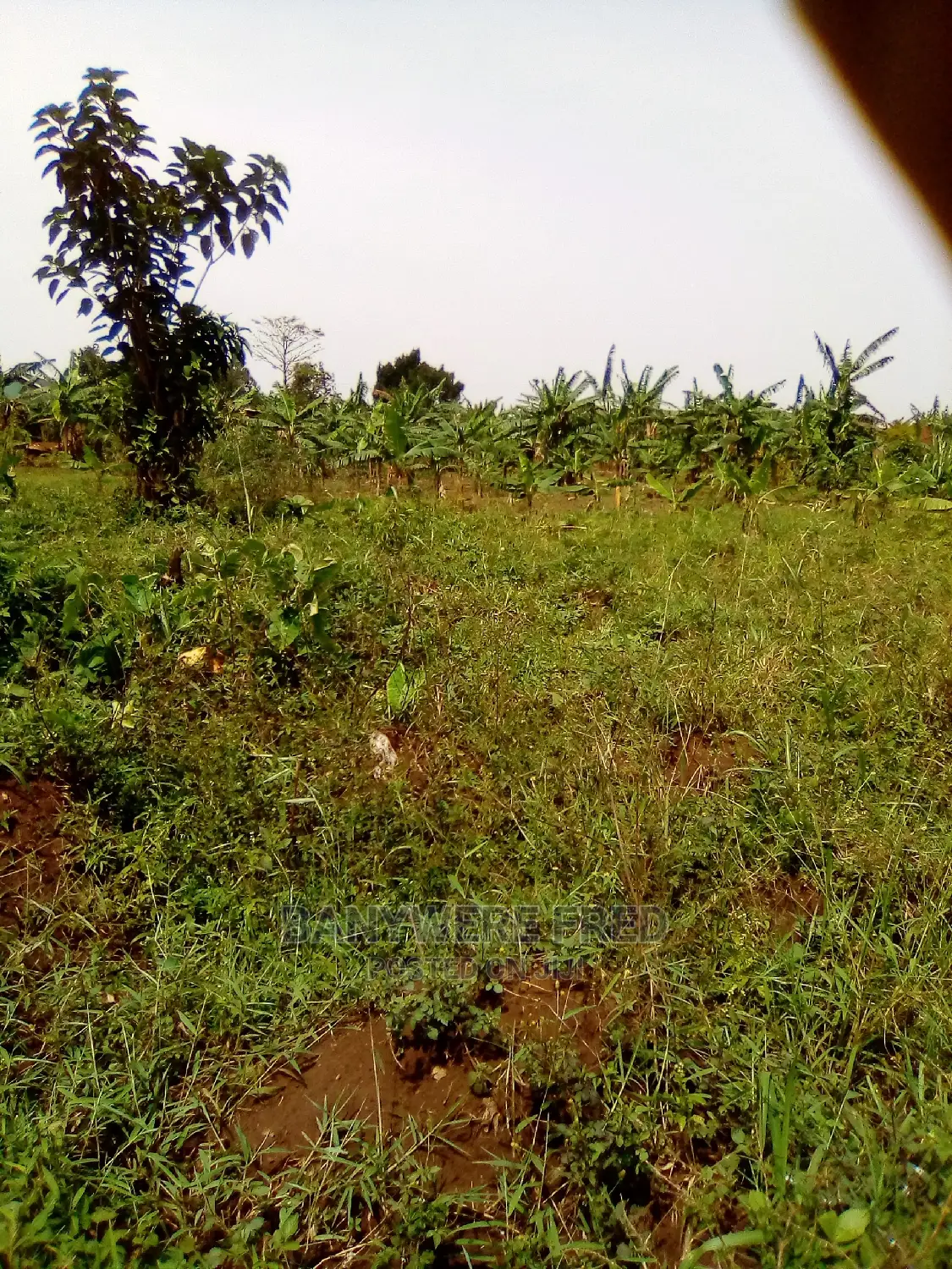5acres Of Farmland In Kamengo