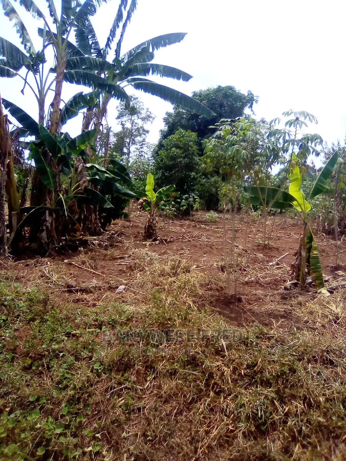 50/100 Plot for Sale in Kamuli District