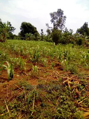 5acres of Farmland for Sale in Kayunga District