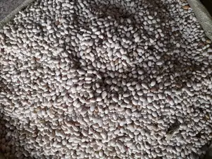 Well Sorted White Beans