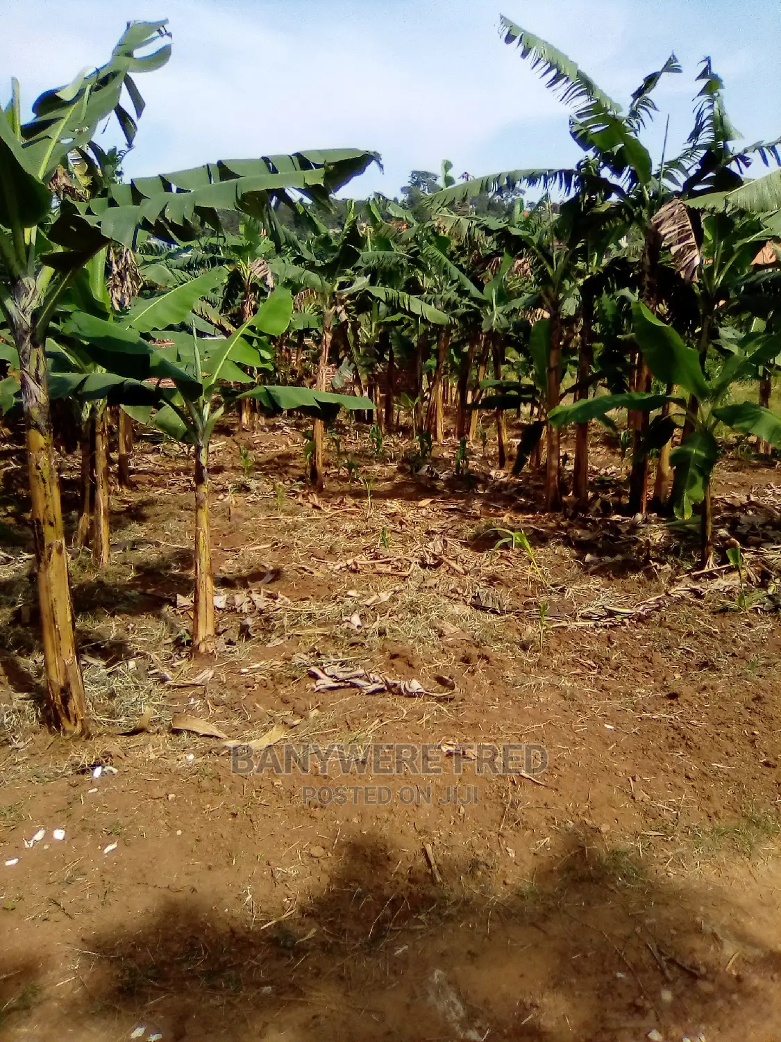 5acres of Farmland in Nabuti Mukono
