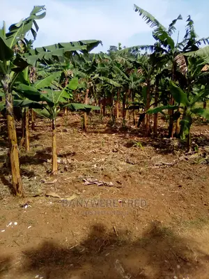 5acres of Farmland in Nabuti Mukono