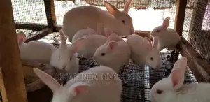 Newzealand White Beautiful Rabbits