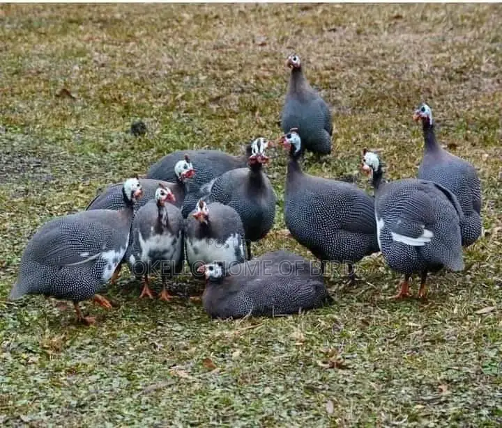 Mature Guinea Fowlz