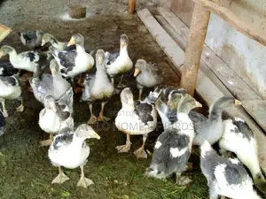Medium Gosling's