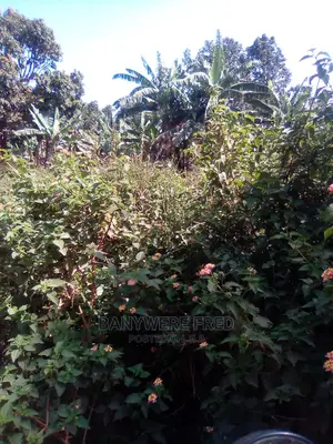 50/100 Plot for Sale in Nyeje