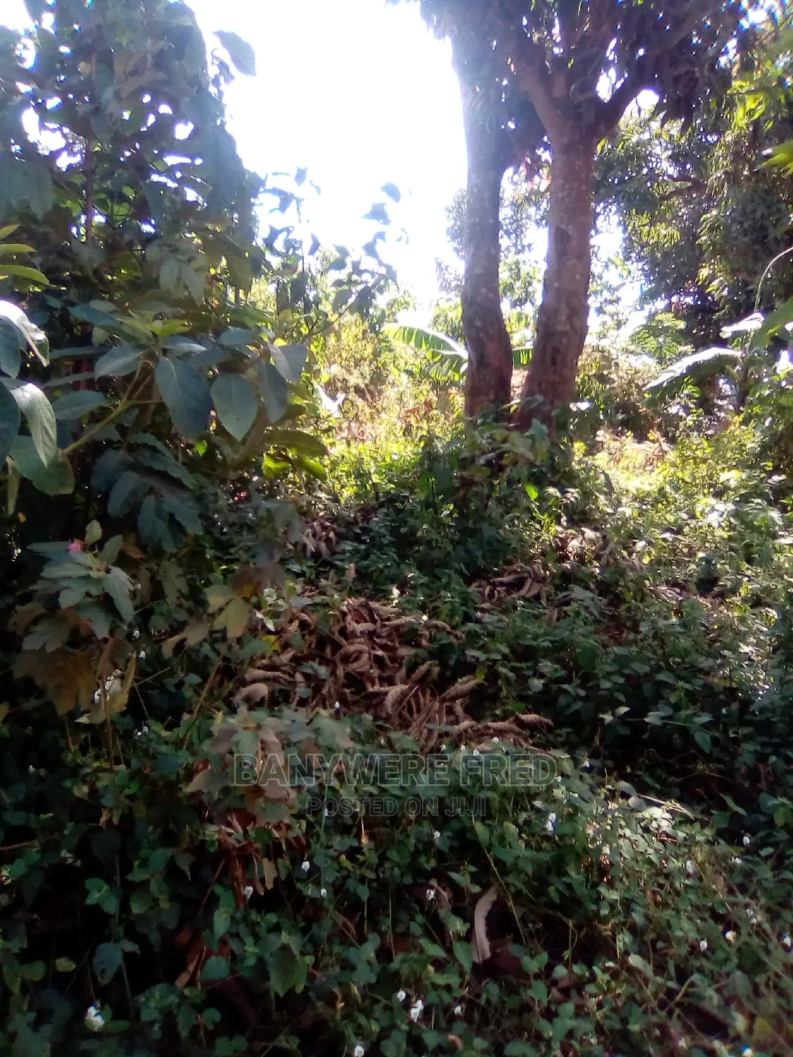 3acres of Farmland in Nsuube Jinja in Jinja Land & Plots for Sale