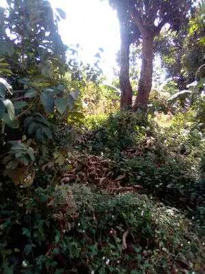 3acres of Farmland in Nsuube Jinja