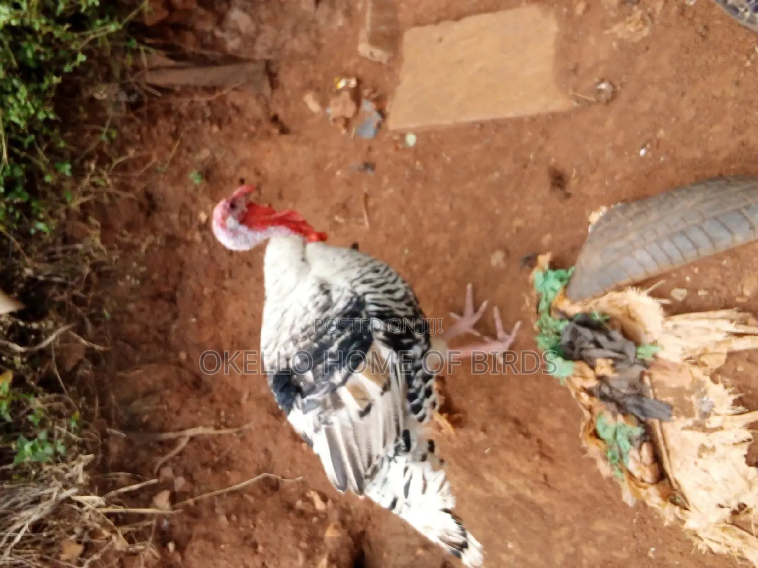 Mature Turkeys
