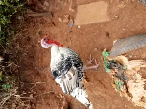 Mature Turkeys
