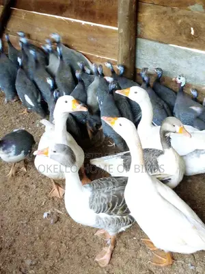 Mature Geese Apair