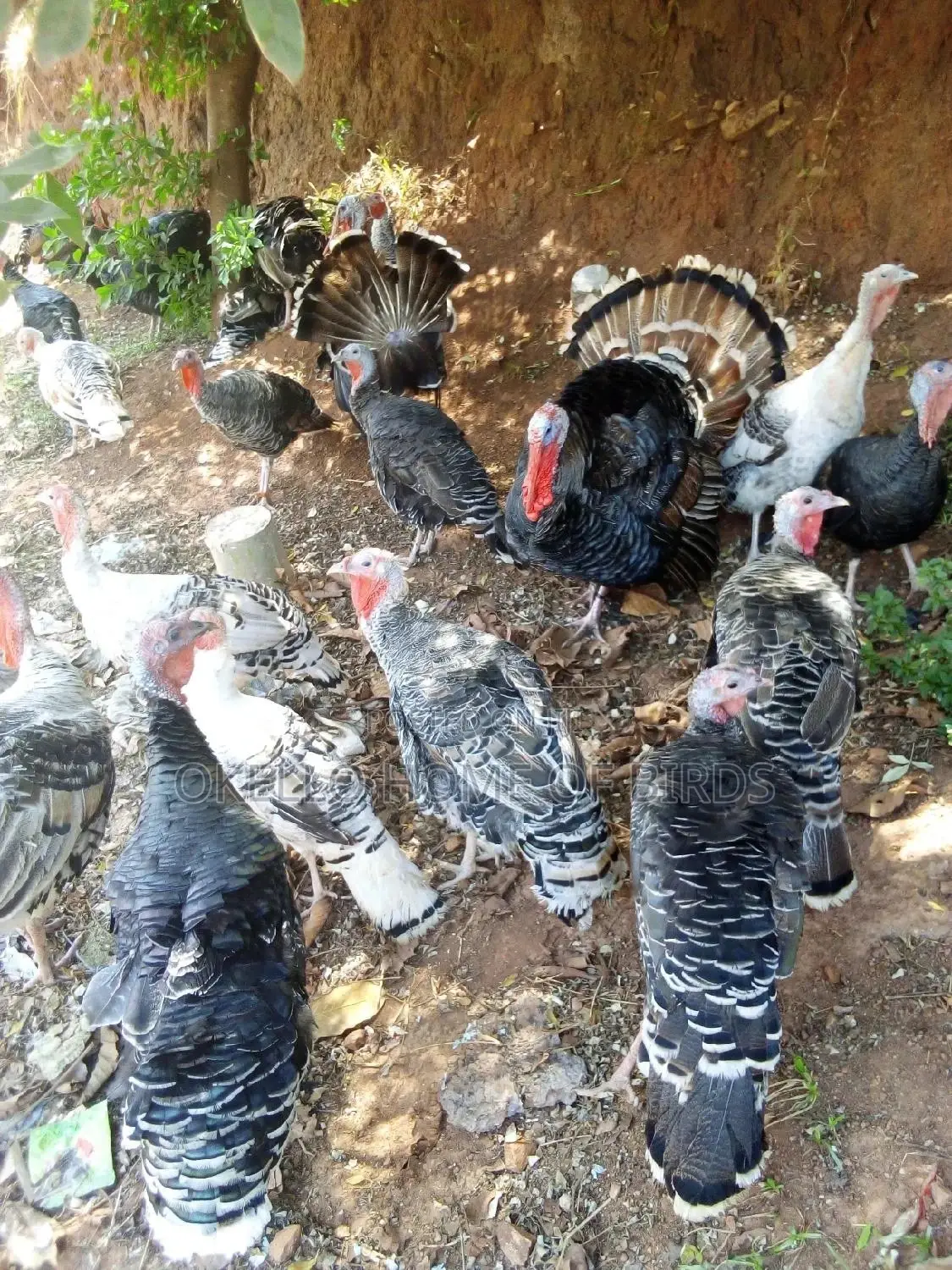 Turkeys for Rearing