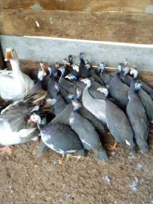Guinea Fowlz