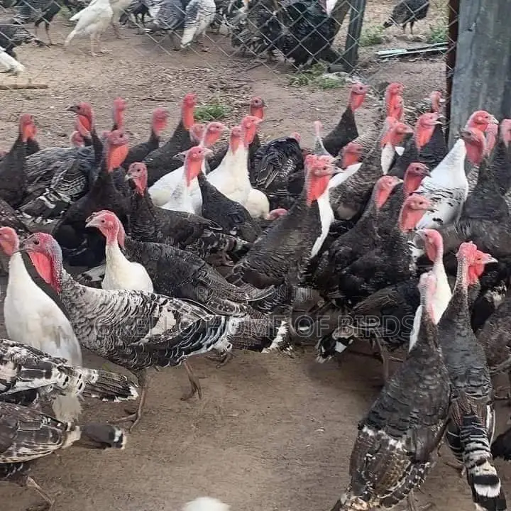 Turkeys for Rearing Male and Female