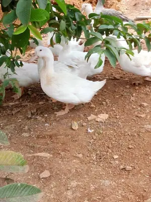 Pekins Ducks