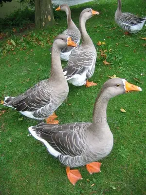 2 Mature Geese for Meat and Rearing