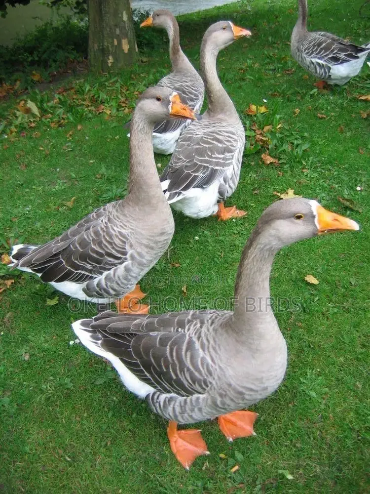 2 Mature Geese for Meat and Rearing