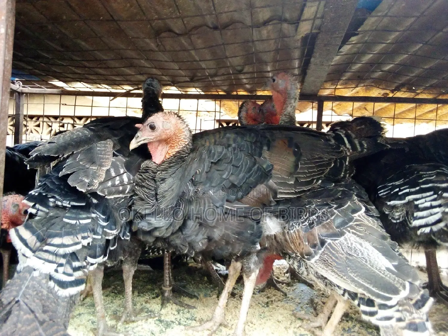 2 Medium Turkeys for Rearing
