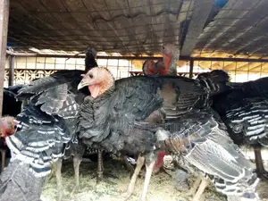 2 Medium Turkeys for Rearing