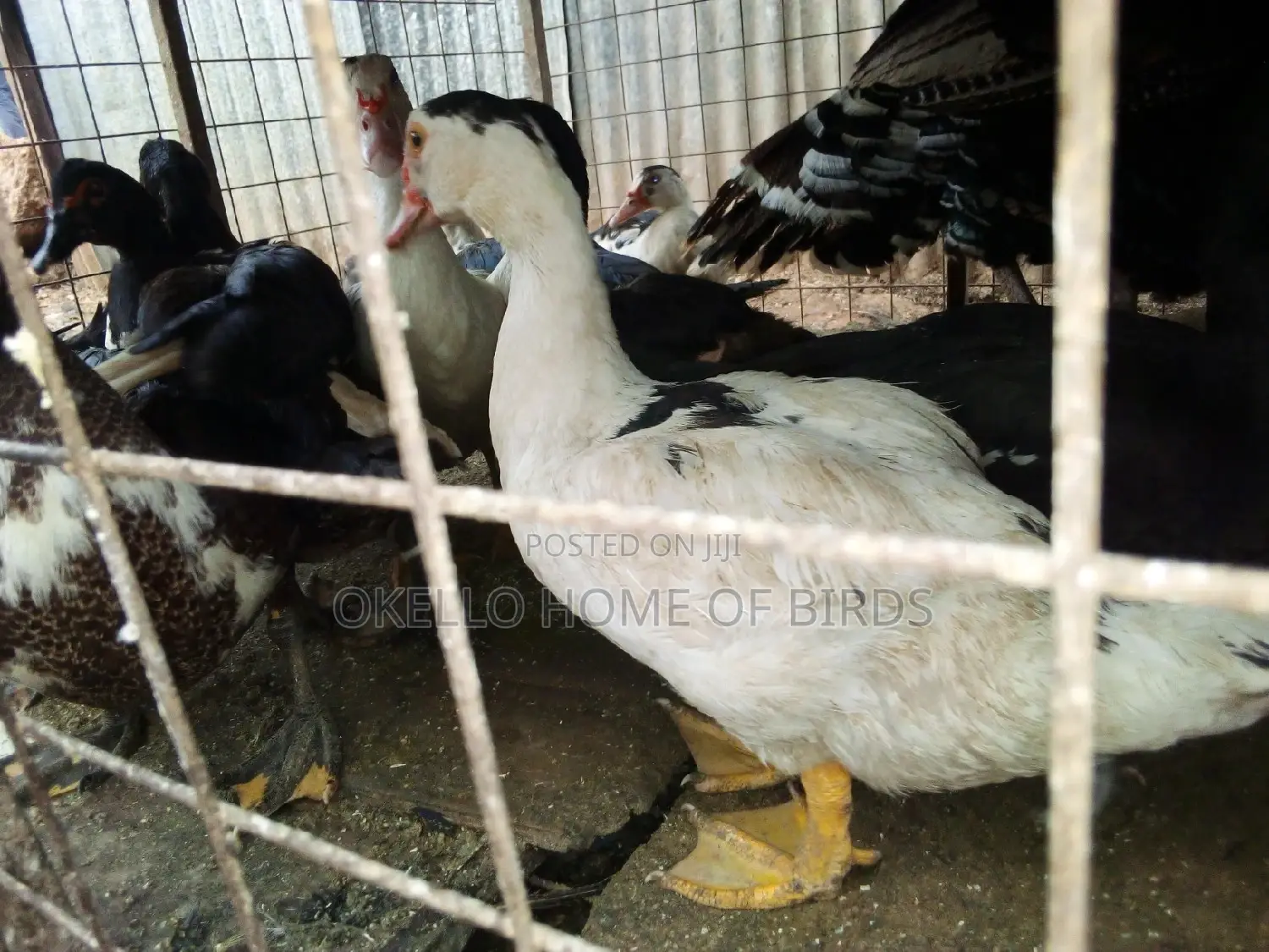 Mascovu Ducks for Rearing