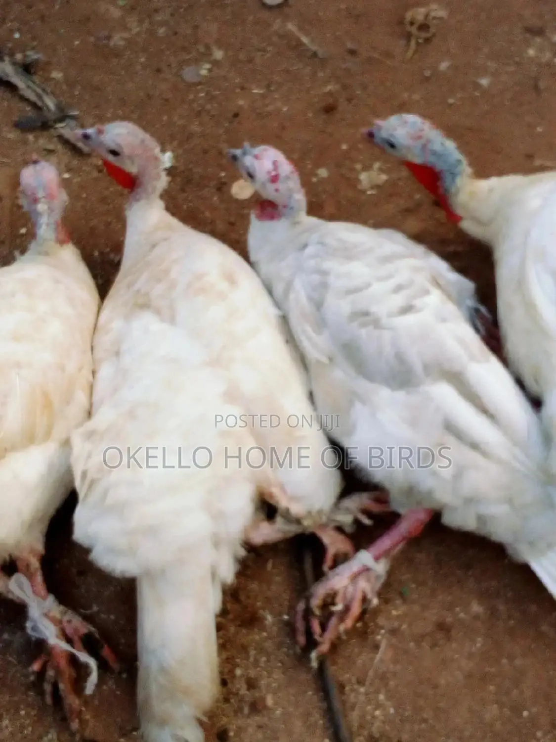 Pure Female White Turkeyz for Rearing