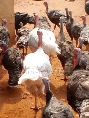 Male Turkeys for Meat and Rearing