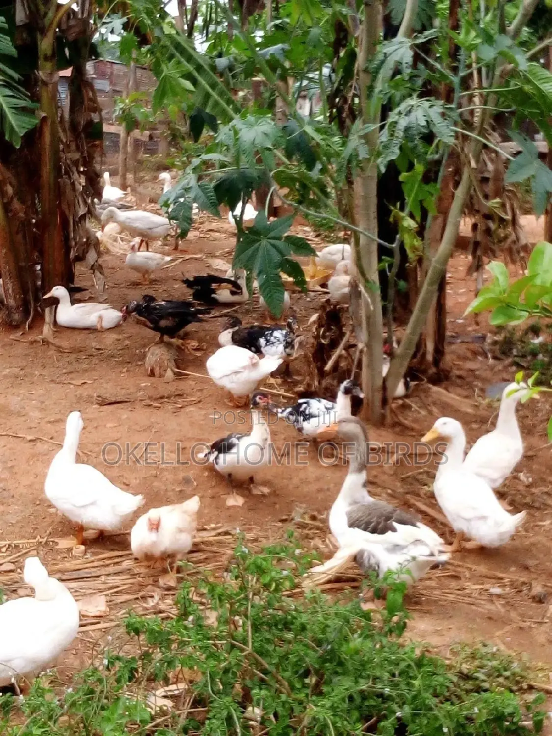 Geese for Meat and Rearing