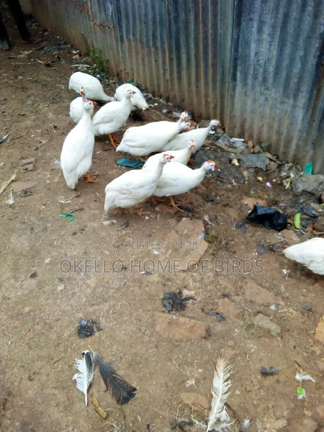 Pure White Guinea Fowlz