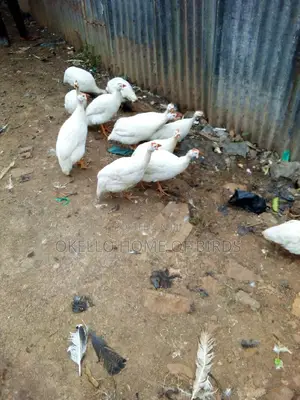 Pure White Guinea Fowlz